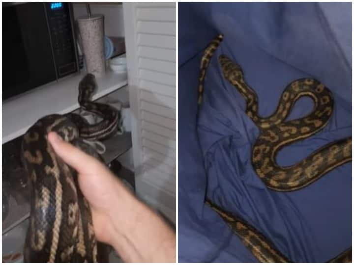 rescue of huge python from a Australian woman kitchen pantry in Glenview Queensland  महिला के घर में चुपके से घुसा विशालकाय अजगर, रसोई की पेंट्री से किया गया रेस्क्यू