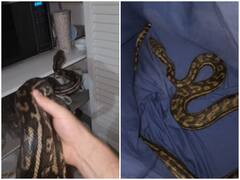 महिला के घर में चुपके से घुसा विशालकाय अजगर, रसोई की पेंट्री से किया गया रेस्क्यू