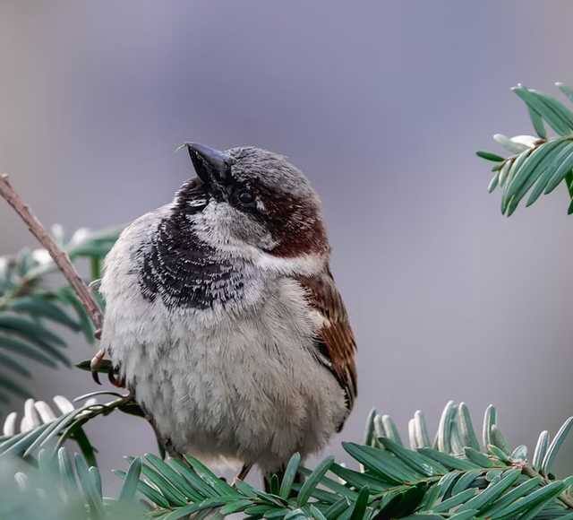 या पक्षांसाठी कमीत कमी दहा फुट उंचीवर लाकडाचे किंवा कपट्याचे कृत्रिम घरटे तयार करावे.