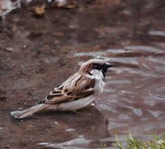 World Sparrow Day 2022 : चिमण्या कुठं गेल्या? आज चिमणी दिन... चिमण्यांना वाचविण्यासाठी 'हे' करूयात