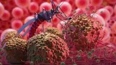 Malaria: ২০২১ সালে ম্যালেরিয়ায় আক্রান্তের সংখ্যায় দেশের মধ্যে দ্বিতীয় স্থানে বাংলা । Bangla News