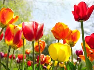 March Equinox 2022: 10 Things To Know About The First Day Of Astronomical Spring In Northern Hemisphere