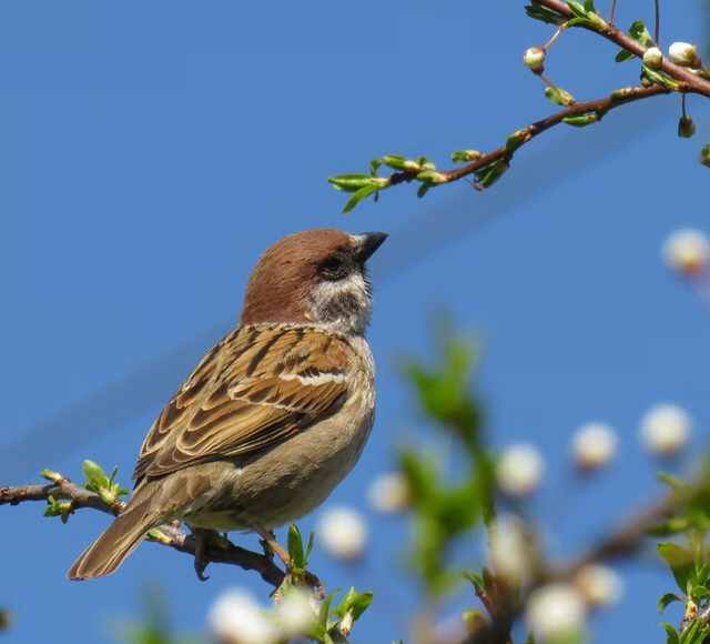 पक्षांना लागणारे धान्य दररोज त्यांना उपलब्ध होईल अशा पद्धतीने टाकणे. उरलेले अन्न पक्षांना टाकणे.