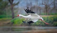 State Bird Thrives: Sarus Count Crosses 20,600 In UP Winter Survey