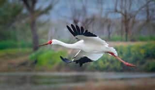 State Bird Thrives: Sarus Count Crosses 20,600 In UP Winter Survey