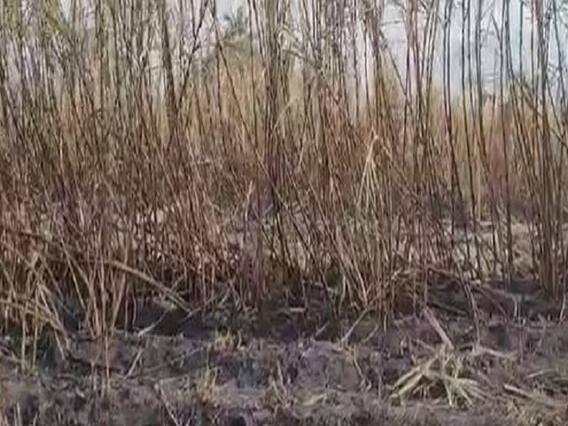 Sugarcane fire : शॉर्ट सर्किटमुळे उसाला आग, 50 एकर ऊस जळून खाक Sugarcane fire : शॉर्ट सर्किटमुळे उसाला आग, 50 एकर ऊस जळून खाक