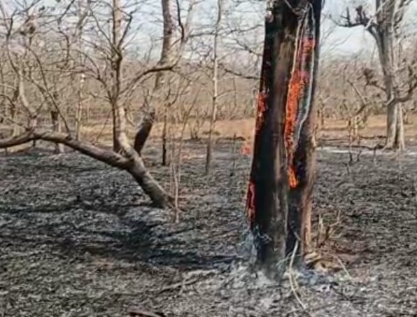 Forest fire in Nanded : जागतिक वन दिनीच नांदेडमध्ये जंगलाला भीषण आग, औषधी वनस्पतींसह पक्षीही जळून खाक