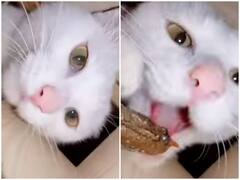 कैमरे में कैद हुई शरारती बिल्ली की खुराफाती करतूत, खाना चुराते आई नजर