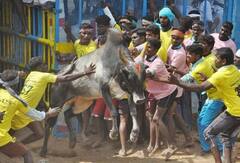 ஜல்லிக்கட்டு போட்டிகளை நேரில் பார்க்க வேண்டும் -  மாற்றுத்திறனாளிகள் மாவட்ட ஆட்சியரிடம் மனு