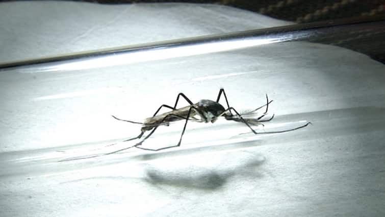 Bengal Malaria: ম্যালেরিয়া আক্রান্তের সংখ্যায় দেশের মধ্যে দ্বিতীয় স্থানে রাজ্য ।Bangla News