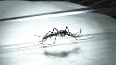 Bengal Malaria: ম্যালেরিয়া আক্রান্তের সংখ্যায় দেশের মধ্যে দ্বিতীয় স্থানে রাজ্য ।Bangla News