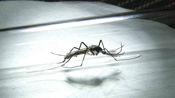 Bengal Malaria: ম্যালেরিয়া আক্রান্তের সংখ্যায় দেশের মধ্যে দ্বিতীয় স্থানে রাজ্য ।Bangla News