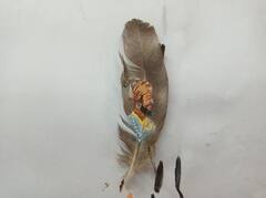 PHOTO : पिसावर शिवरायांचं चित्र, सिंधुदुर्गातील चित्रकार अक्षय मेस्त्रीकडून मानवंदना