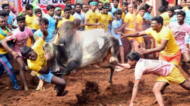 30 injured in jallikattu match held in Pudukkottai district. புதுக்கோட்டை : ஜல்லிக்கட்டு போட்டியில் 30 மாடுபிடி வீரர்கள் காயம்..