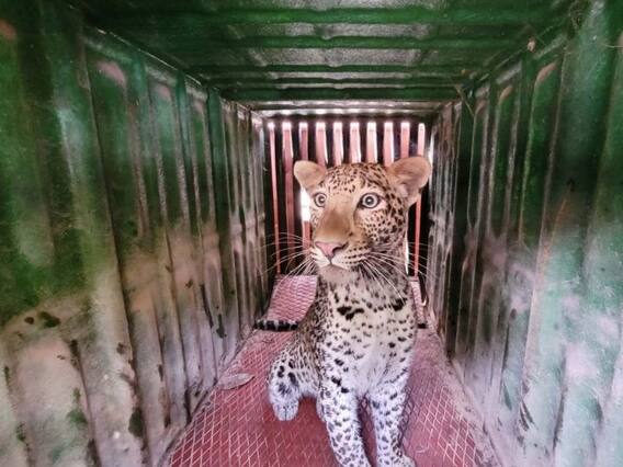 Pune: सात तासांच्या अथक प्रयत्नानंतर मर्सिडीज कंपनीतील बिबट्या जेरबंद Pune: सात तासांच्या अथक प्रयत्नानंतर मर्सिडीज कंपनीतील बिबट्या जेरबंद