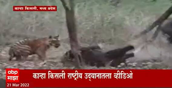 Viral Video : राष्ट्रीय उद्यानात वाघ आणि रानगव्यांमध्ये राडा, वाघाकडून शिकार, रानगव्यांचं प्रत्युत्तर