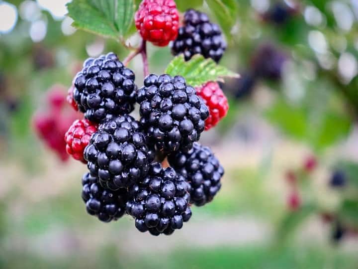 health tips blackberry is good for brain also gives more benefits Health Tips : मेंदूच्या आरोग्यासाठी ब्लॅकबेरी सर्वात गुणकारी, मिळतात 'हे' आश्चर्यकारक फायदे