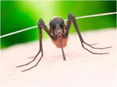 Delhi Dengue Update: पढ़ें दिल्ली में डेंगू का ताजा अपडेट, जानें- एक हफ्ते में सामने आए कितने नए केस?