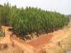 Chhattisgarh: नदी किनारे मिट्टी का कटाव रोकने के लिए बघेल सरकार ने उठाया बड़ा कदम, खर्च होंगे इतने करोड़ रुपये