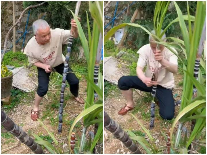 Thief steals sugarcane from the field in a surprising way  शख्स ने की हैरतअंगेज अंदाज में खेत से गन्ने की चोरी, बचपन की याद दिला देगा ये वीडियो