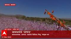 Special Report : महाराष्ट्रातील सर्वात मोठं 'बगाड बावधनचे बगाड, ही बगाड यात्रा नेमकी कशी भरते?