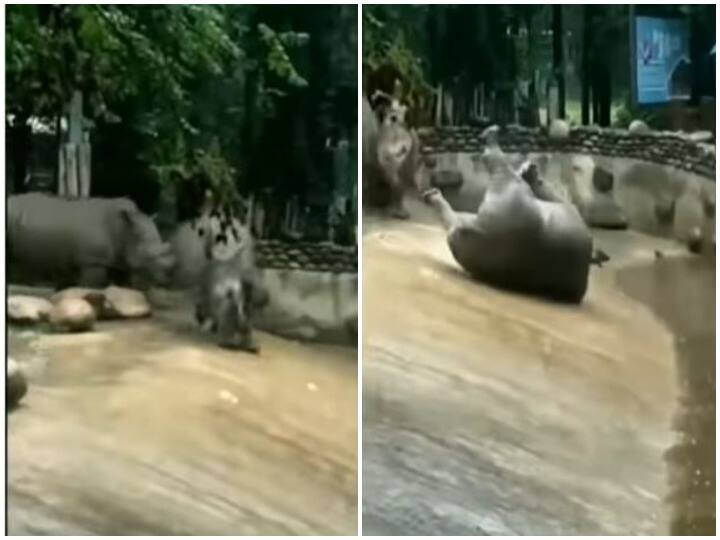Rhinoceros slipped in the zoo enclosure will laugh after watching the video खेल-खेल में दर्शकों के सामने हुई गैंडे की किरकिरी, वीडियो देख नहीं रुकेगी आपकी हंसी