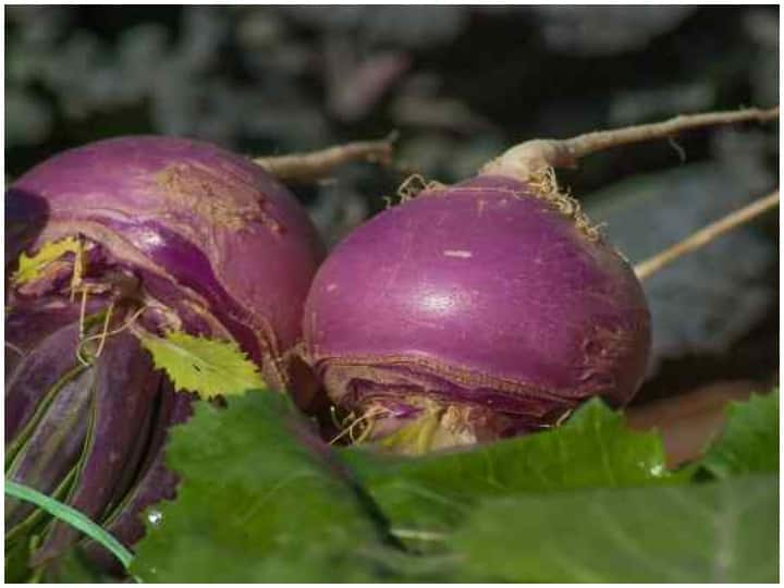 Health Tips Consuming turnip can cause Stomach Pain Damage of Turnips शलजम का सेवन करने से हो सकती है पेट दर्द की समस्या, शरीर को हो सकते हैं ये नुकसान