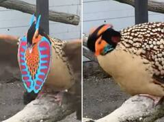 Watch: ਸੋਸ਼ਲ ਮੀਡੀਆ 'ਤੇ ਤਿੱਤਰ ਦਾ ਅਨੋਖੀ ਵੀਡੀਓ ਵਾਇਰਲ, ਕਲਾਕਾਰੀ ਦੇਖ ਦੰਗ ਰਹਿ ਜਾਓਗੇ