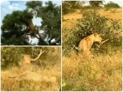 शिकार की फिराक में पेड़ पर चढ़ी शेरनी, मौका मिलते ही बिजली की स्पीड से भागा तेंदुआ