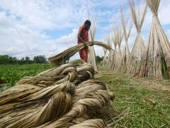 सरकार ने बढ़ाई कच्चे जूट की MSP, पिछले साल के मुकाबले इतने की हुई बढ़ोतरी