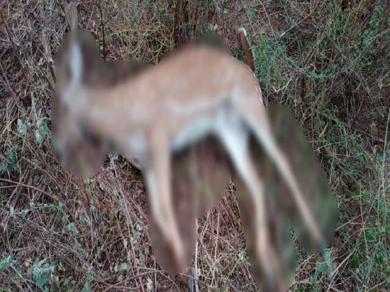 Video :  காட்டுத்தீயால் கீழிறங்கிய புள்ளிமான்.. பேருந்தில் மோதிய சிசிடிவி காட்சிகளால் அதிர்வலை..