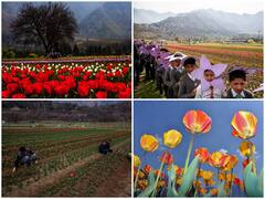 IN PICS | Asia's Largest Tulip Garden To Reopen On March 23 In Srinagar With 1.5 Million Flowers