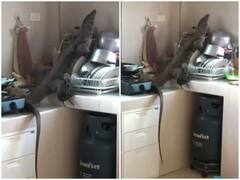 किचन में घुसे मॉनिटर लिजर्ड ने घर में मचाया कोहराम, शख्स ने रस्सी के फंदे से किया रेस्क्यू