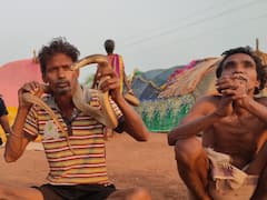 शादी की अनोखी रस्म, बिना 12 जहरीले सांप के नहीं होता विवाह, जानें- कब से चली आ रही है परंपरा