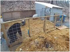 सूअरों के शिकार के लिए उनके बाड़े में घुसे भालू की मिला करारा जवाब, दुम दबाकर भागते दिखा