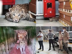 Leopard : అడవిలో బోర్‌ కట్టునట్టిన చిరుత ఏం చేసిందో చూడండి