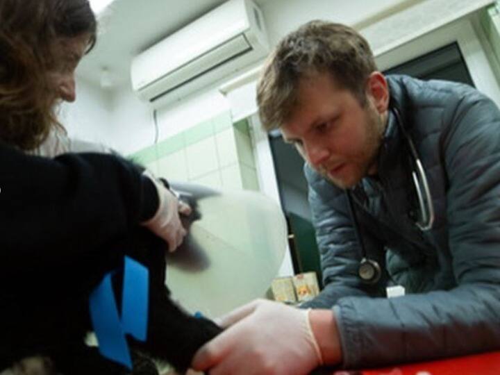 जान जोखिम में डालकर यूक्रेन से जानवरों को सुरक्षित बाहर निकालने में जुटा शख्स, अब तक 200 बिल्लियों और 60 कुत्तों को बचाया The person involved in taking the animals out of Ukraine by risking their lives so far saved 200 cats and so many dogs जान जोखिम में डालकर यूक्रेन से जानवरों को सुरक्षित बाहर निकालने में जुटा शख्स, अब तक 200 बिल्लियों और 60 कुत्तों को बचाया