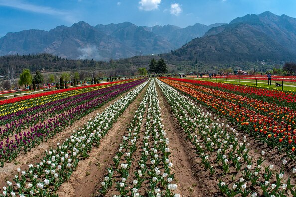 Tulips garden, pretty, rest, colorful, lovely, grass, Keukenhof, bonito,  spring, HD wallpaper | Peakpx