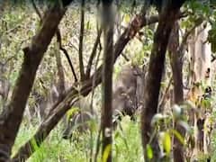 Tiruamala News : తిరుమల ఘాట్ రోడ్డులో గజరాజులు, భక్తులూ జర జాగ్రత్త!