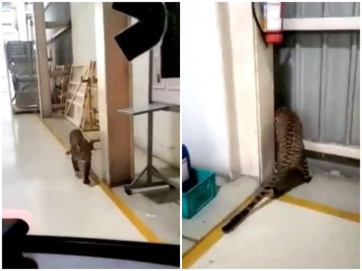 The leopard that entered the Mercedes-Benz factory was rescued after 6 hours मर्सिडीज बेंज की फैक्ट्री में अचानक घुसा तेंदुआ, 6 घंटे बाद हुआ रेस्क्यू