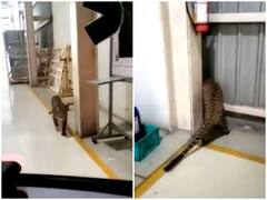 मर्सिडीज बेंज की फैक्ट्री में अचानक घुसा तेंदुआ, 6 घंटे बाद हुआ रेस्क्यू