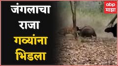 Tiger Bison Fight : जंगलाचा राजा गव्यांना भिडला, थरार कॅमेऱ्यात कैद