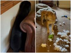 अकेले कुत्ते ने घर में मचाया कोहराम, बाद में अपने किए पर हुआ पछतावा