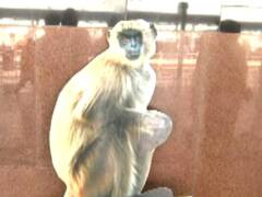 UP News: खत्म होगा कानपुर स्टेशन पर बंदरों का आतंक! राहत दिलाने के लिए लिया 'लंगूर' का सहारा