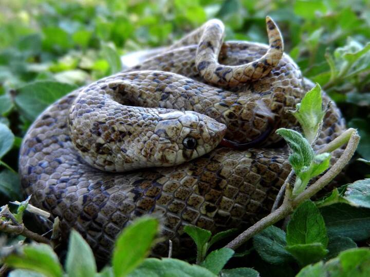 Farting Snake: ఇదో ‘కంపు’ పాము, ఇది చేసే పనేంటో తెలిస్తే నవ్వు ఆగదు This Snake Uses Farts as a Defense Mechanism Farting Snake: ఇదో ‘కంపు’ పాము, ఇది చేసే పనేంటో తెలిస్తే నవ్వు ఆగదు