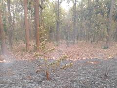 Chhattisgarh: तेज गर्मी से जंगलों में आग का तांडव, दो दिनों में सरगुजा के हजारों हेक्टेयर जंगल जलकर खाक, वनकर्मी हड़ताल पर