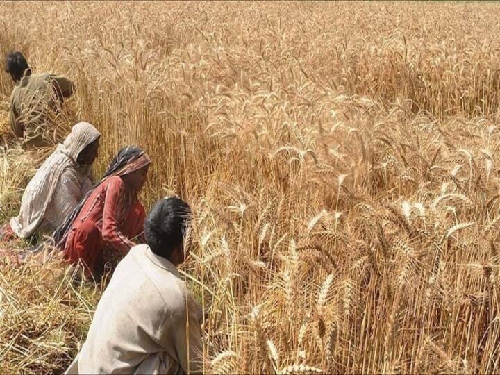 Wheat procurement in Uttar Pradesh will start from April 1 MSP ANN उत्तर प्रदेश में 1 अप्रैल से गेहूं खरीदेगी सरकार, जानिए- MSP का लाभ लेने के लिए कैसे करना होगा रजिस्ट्रेशन