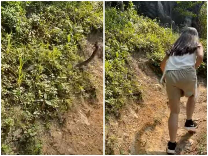 While climbing hill a group of hikers were suddenly attacked by a snake  पहाड़ी चढ़ते समय हाइकर्स के ग्रुप पर अचानक सांप ने किया अटैक, रोंगटे खड़े कर देगा वीडियो