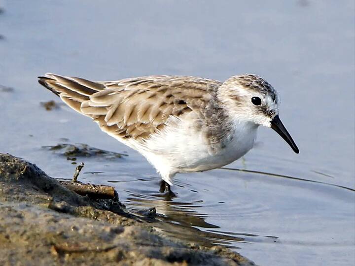 ஊசுடு ஏரி பறவைகள் சரணாலயம்..