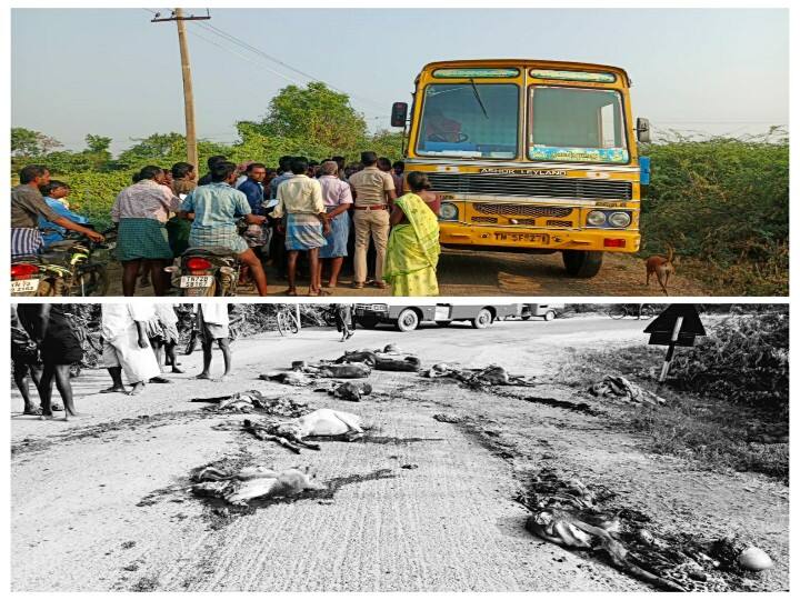 நெல்லை :  மேய்ச்சலுக்கு அழைத்து சென்ற ஆடுகள் மீது லாரி மோதி விபத்து.. 37 ஆடுகள் உயிரிழப்பு.. கதறி அழுத மக்கள்..